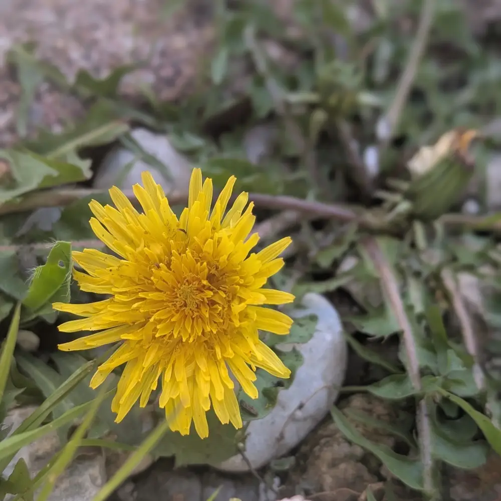 Löwenzahnblüte