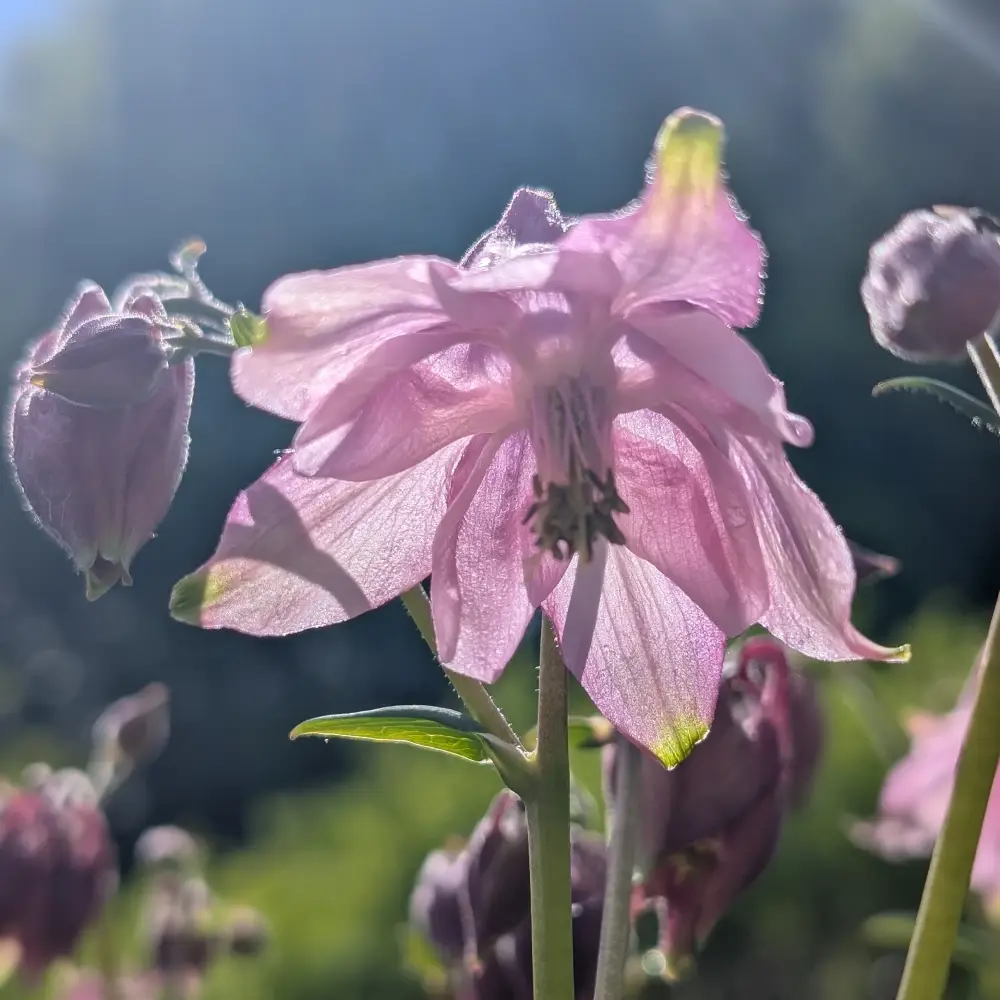 Akelei in einem zarten rosa