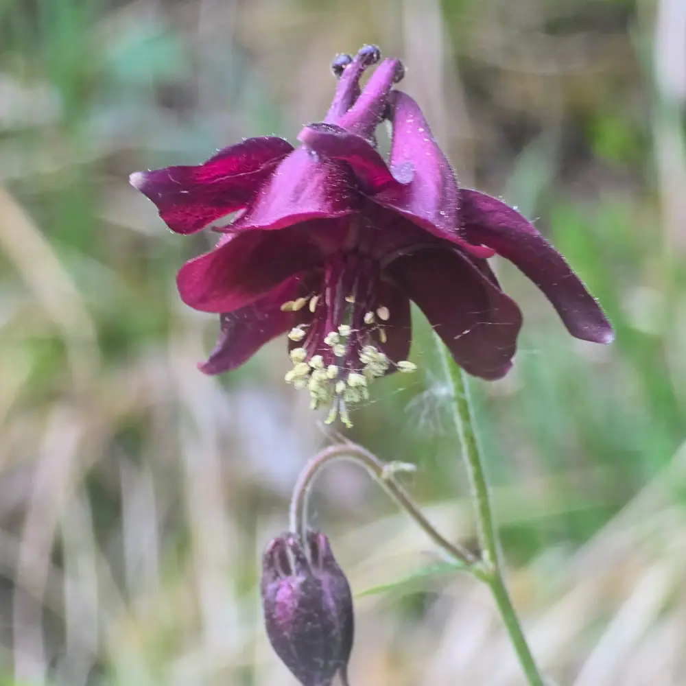 Akelei in einem rot-violett 