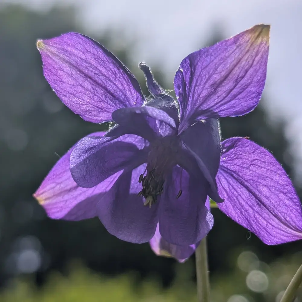 Akelei in blau-violett