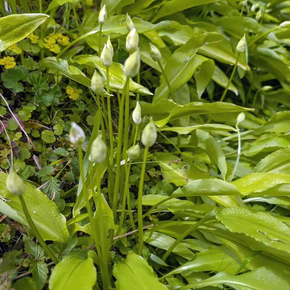 Bärlauchblüten Knospen