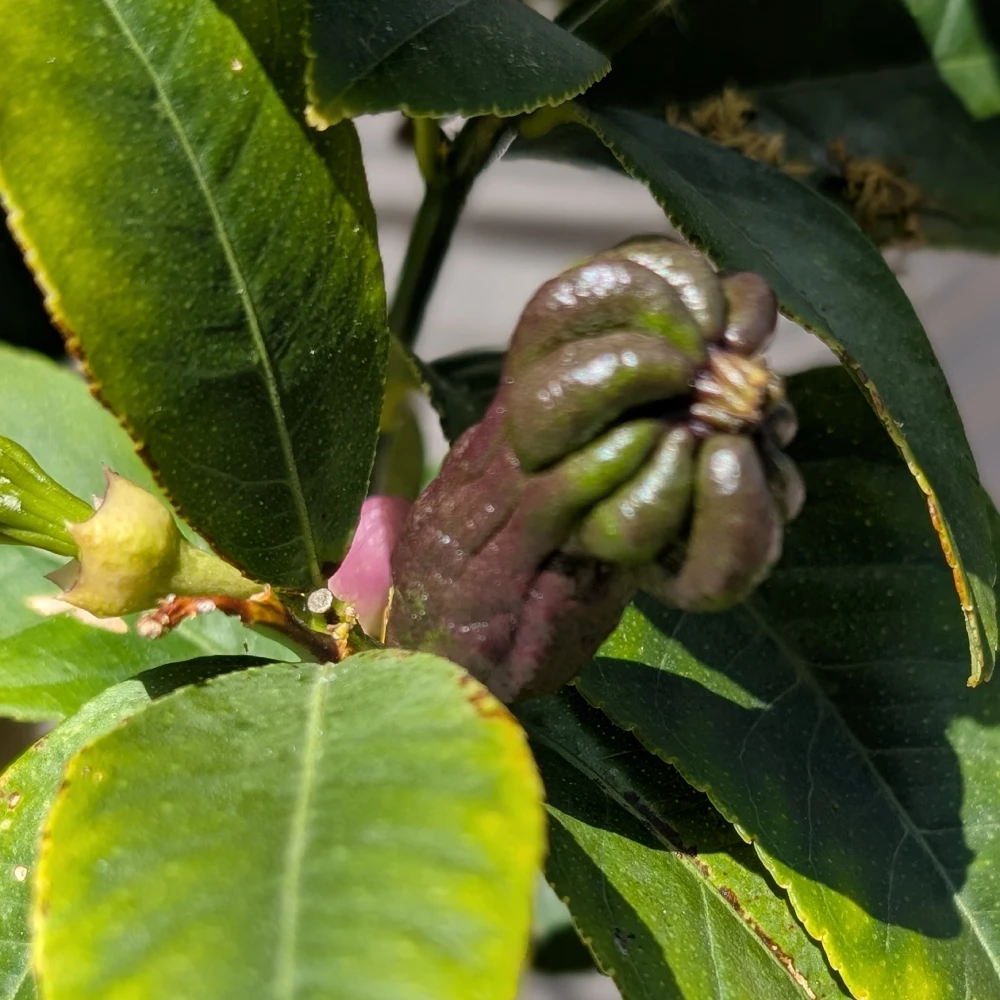 KW 28-2026 6 Buddhas Hand - die junge Frucht