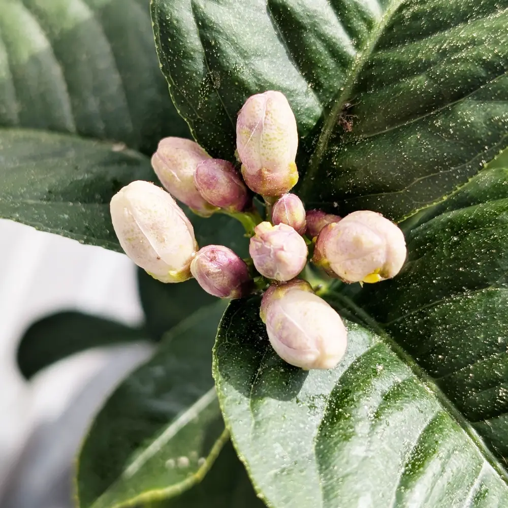 Blüte von Buddhas Hand
