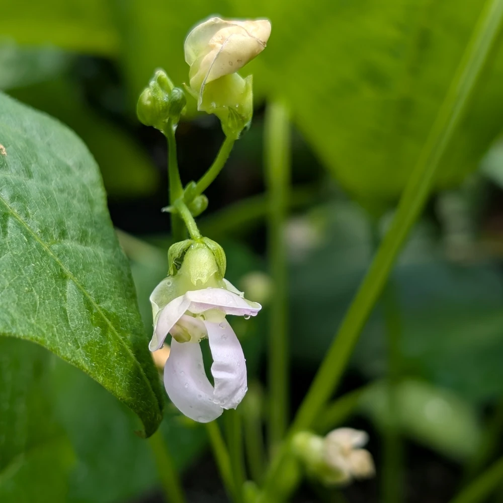 KW 28-2026 7 Die Blüte einer Buschbohne