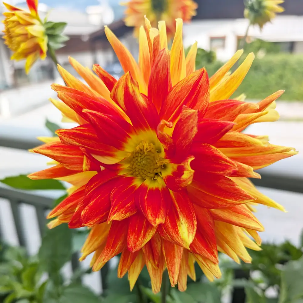 Dahlienblüte in Orange-Gelb