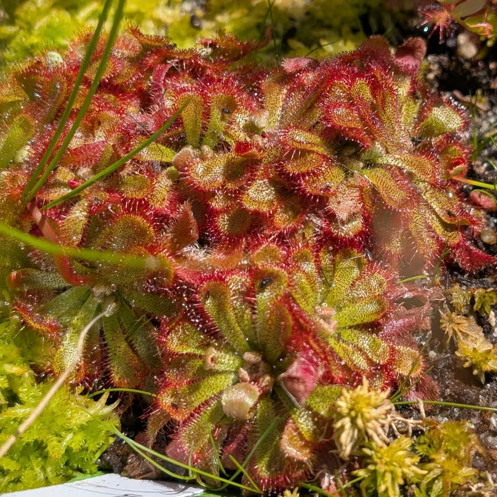 KW 29-2026 1 Drosera