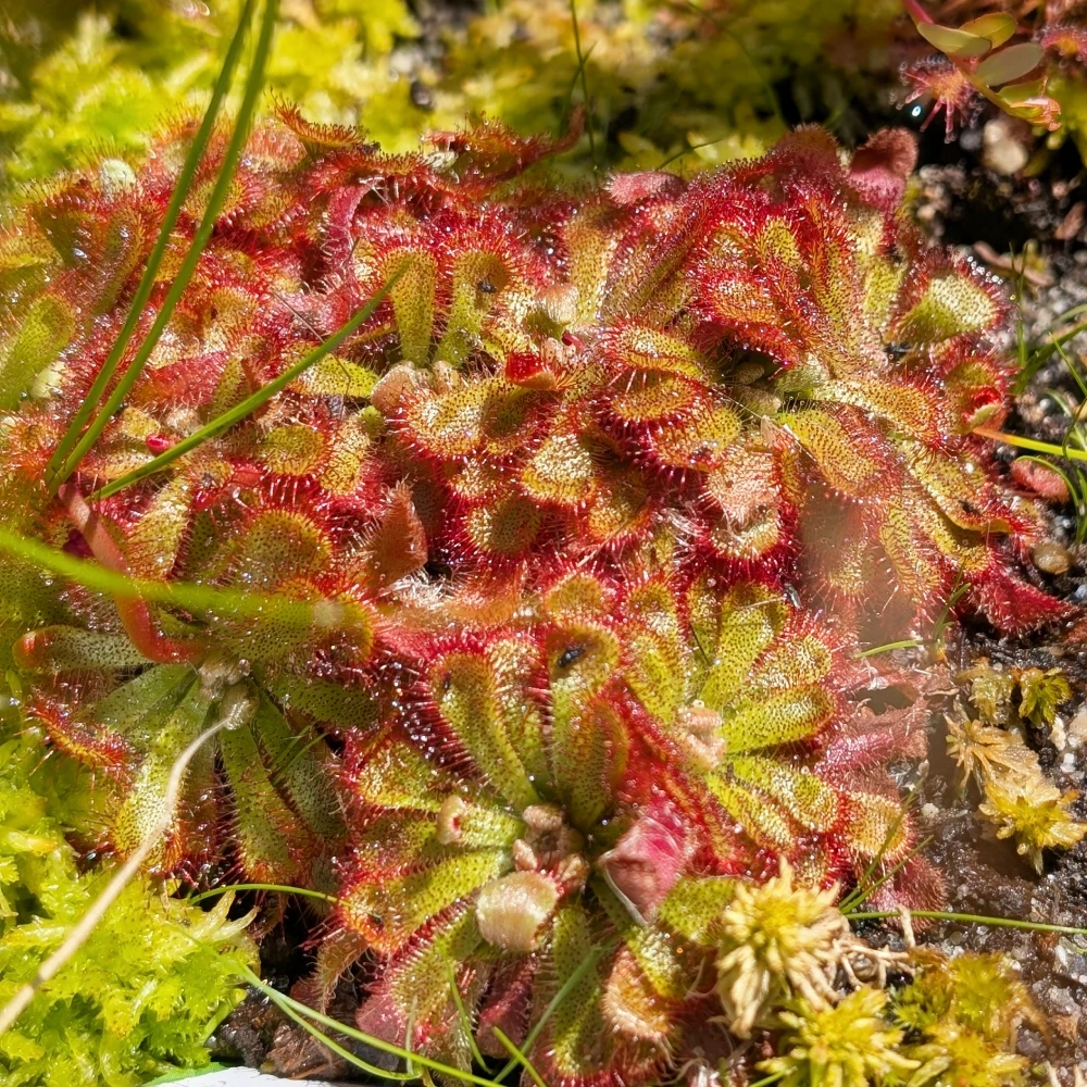 KW 28-2026 9 Saracenia