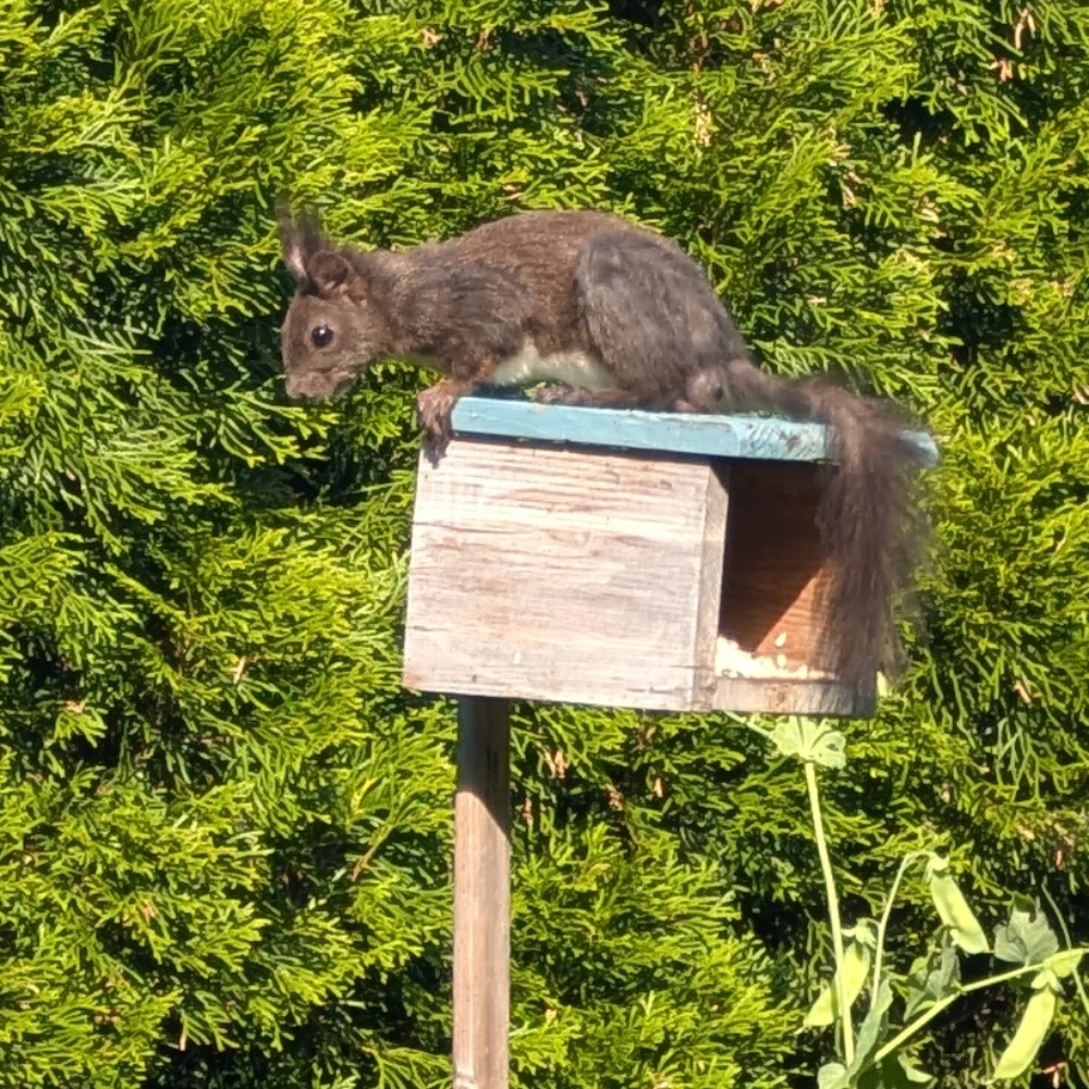 Eichhörnchen am Futterplatz der Vögel