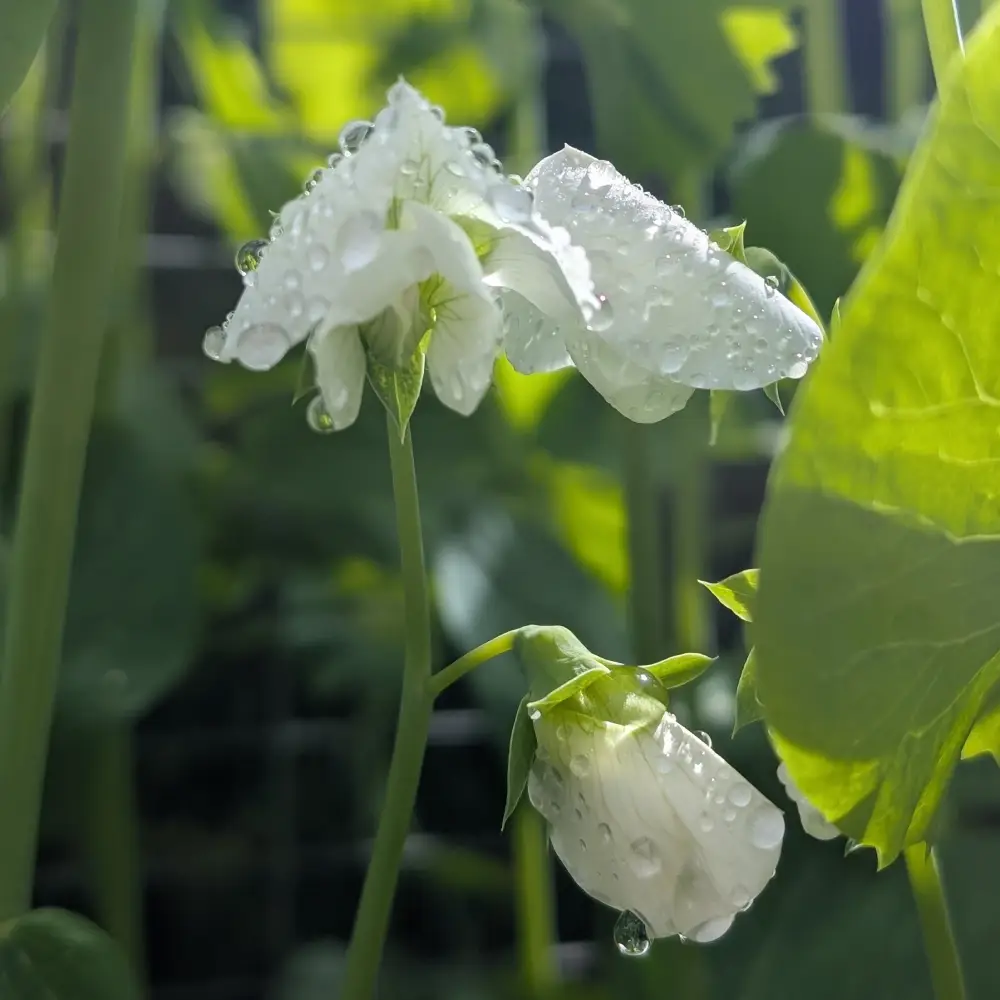 Erbsenblüte