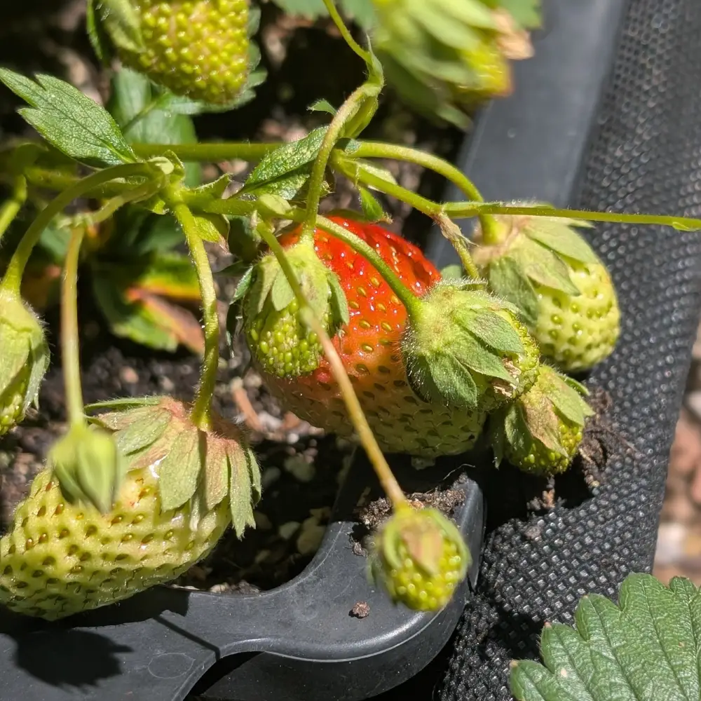 erdbeer180626 Erdbeeren knapp vor der Reife