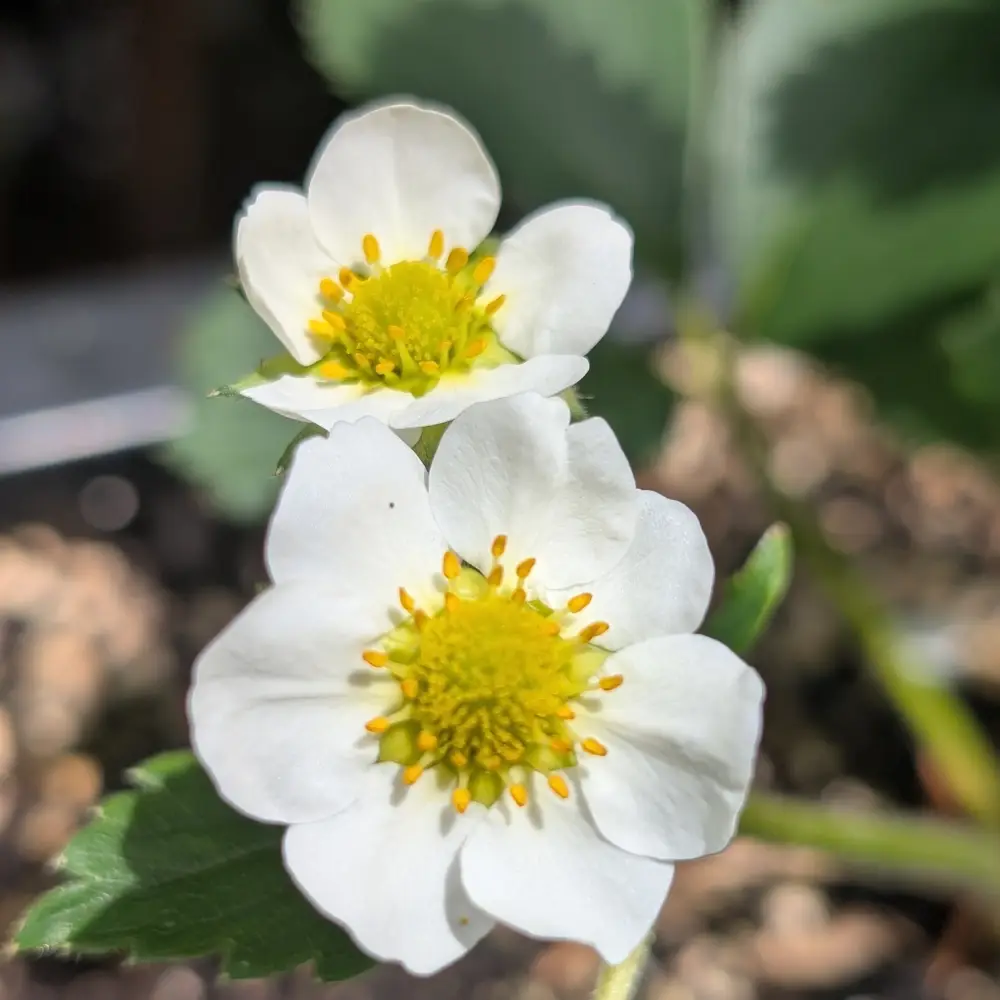 Erdbeerblüte