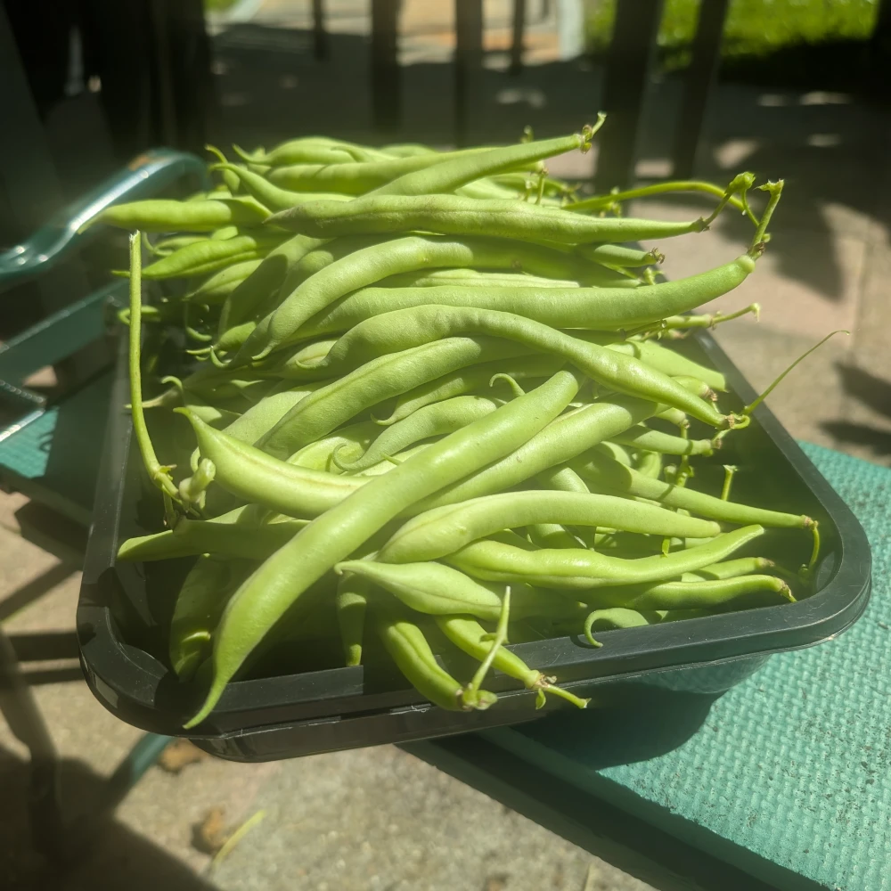 Fisolensalat (Grüne Bohnen) 1 Fisolen (Grüne Bohnen) frisch geerntet aus dem Garten