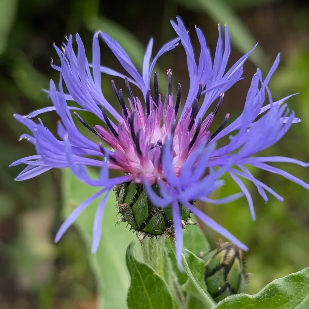 Flockenblume