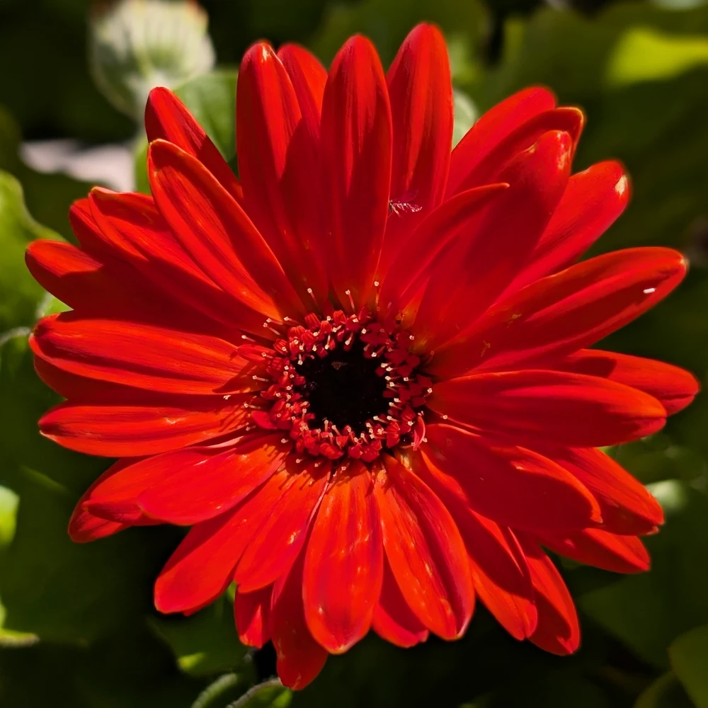 KW 28-2026 10 rot blühende Gerbera