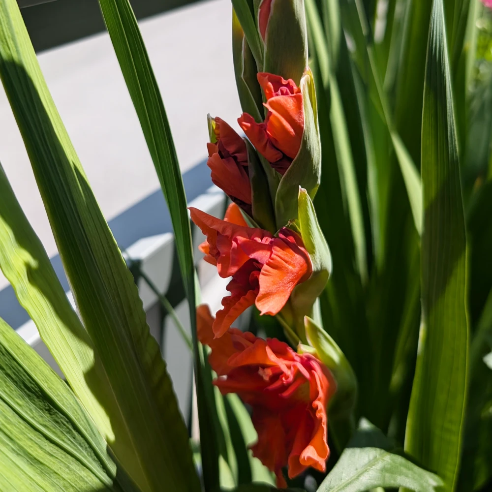 KW 28-2026 11 Orange-Rote Gladiole