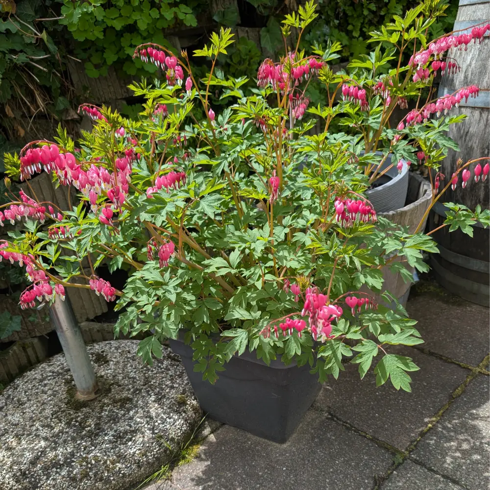 Tränendes Herz in Vollblüte