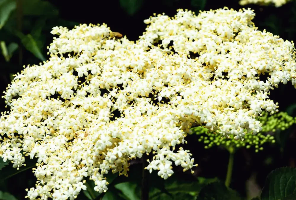Holunderblütensirup