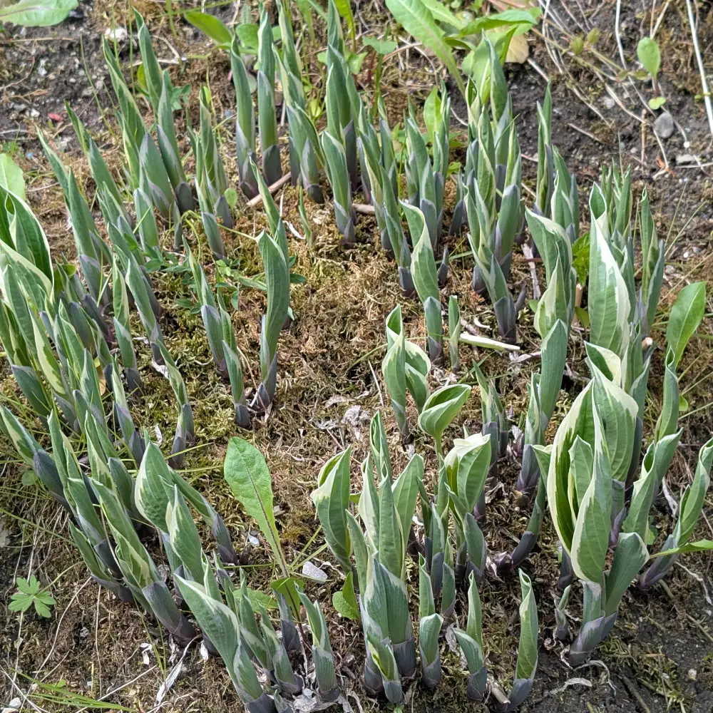 Triebspitzen der Hosta im Mai