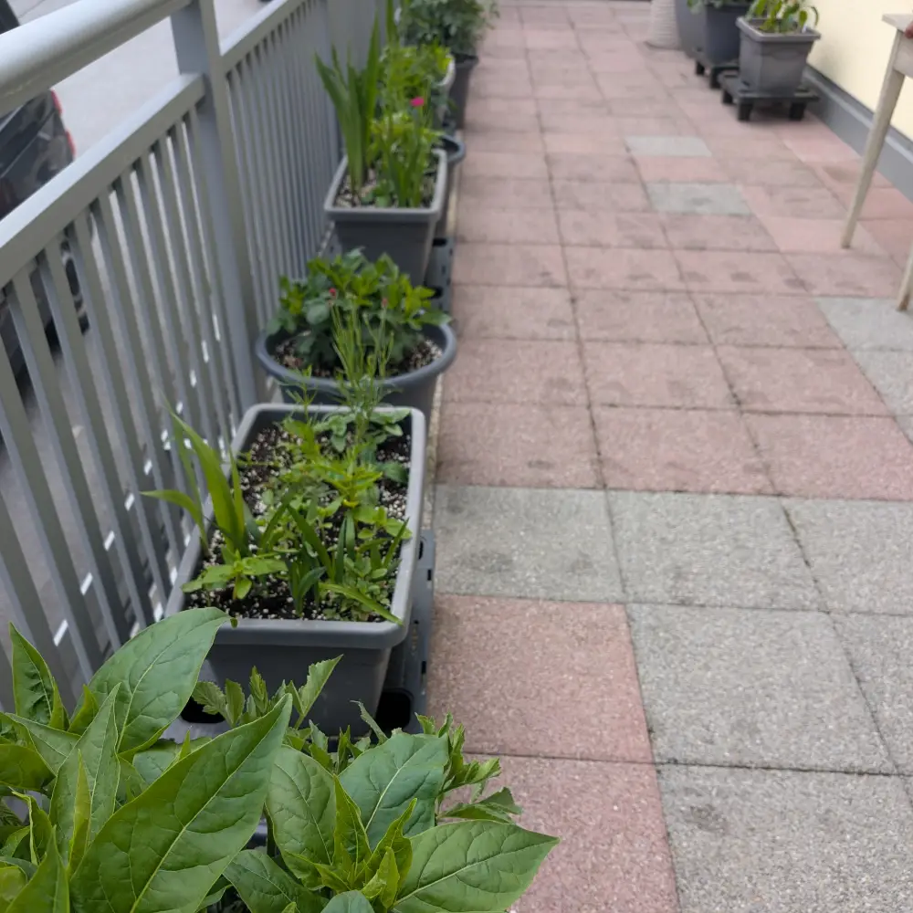Blumenkisterln in KW 23