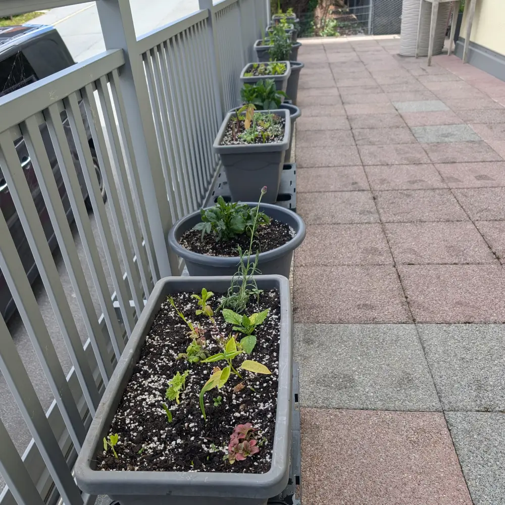 Blumenkisterln frisch gepflanzt