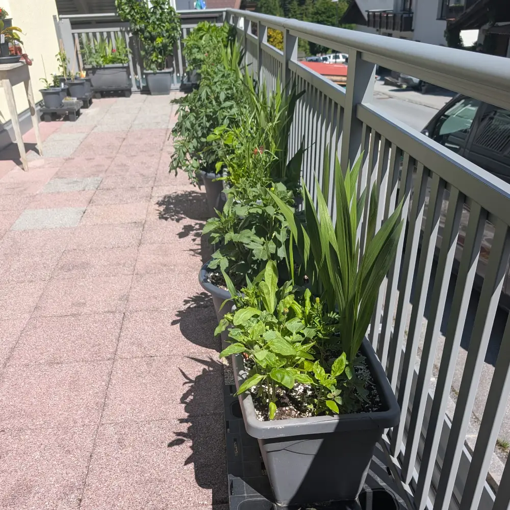 kistln150626 Blumenkistern mitte Juni