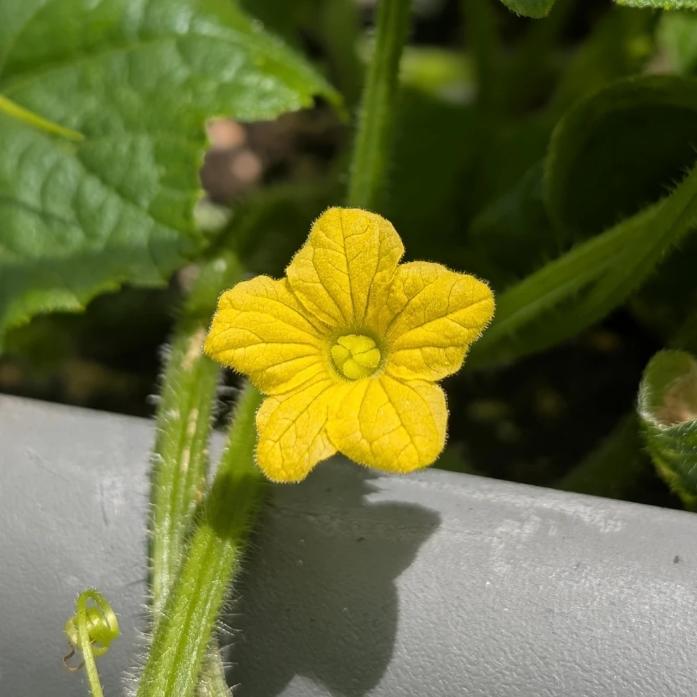 kiwanobluete210626 Blüte einer Kiwano