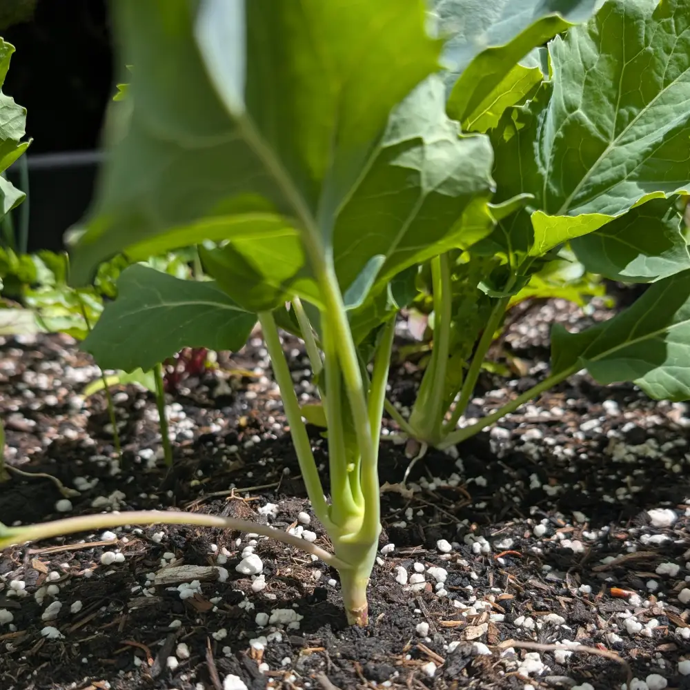 Kohlrabi Jungpflanze