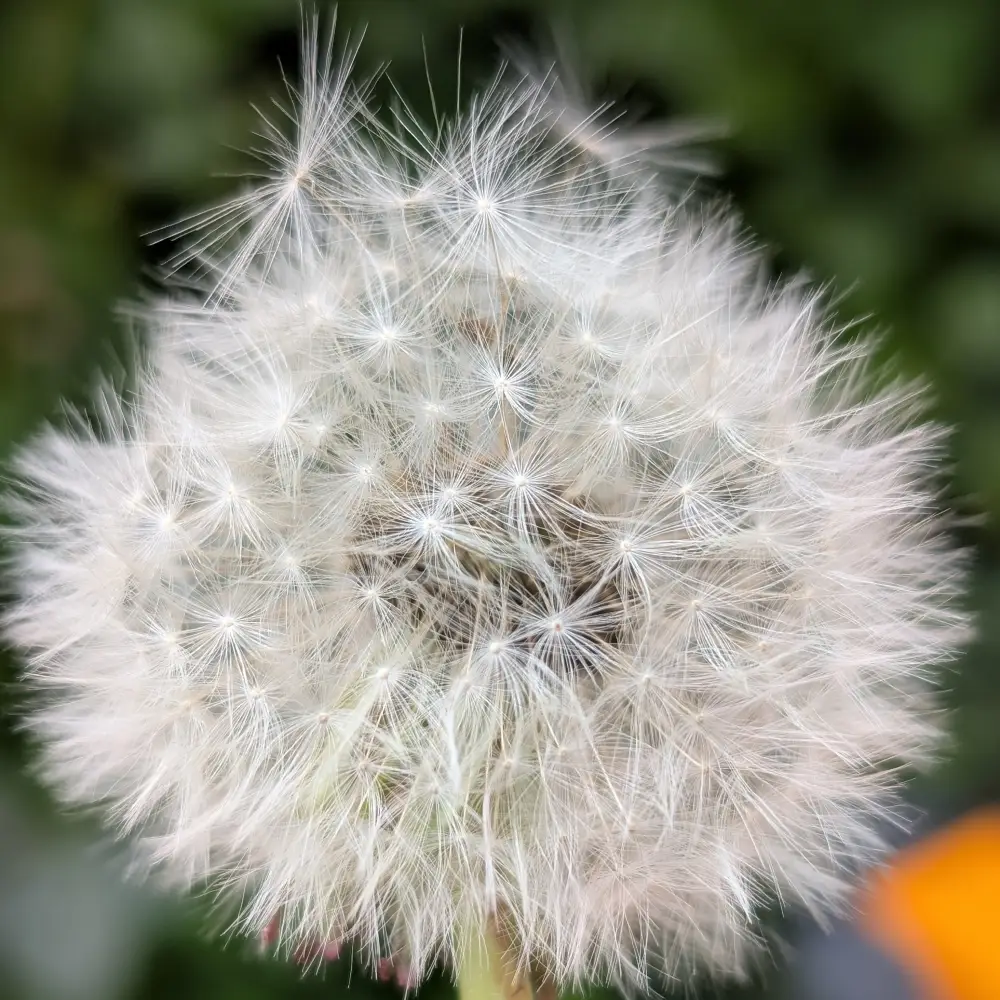 Pusteblume