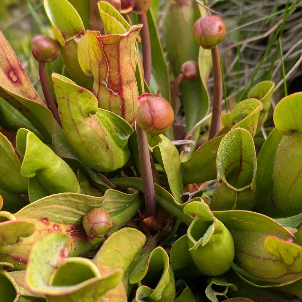 Blütenansatz im Moorbeet