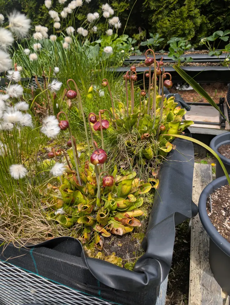 Sarracenia und Wollgras blühbeginn im Moor