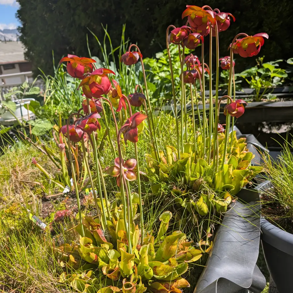moorbeet160626 die Sarracenia blühen