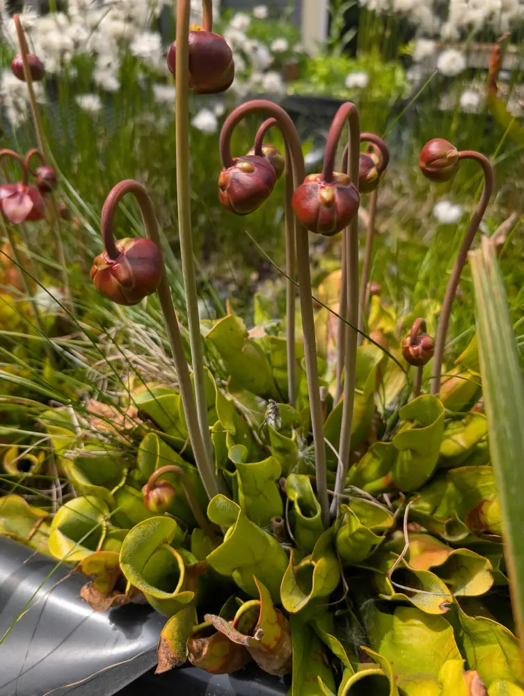 Sarracenia blühbeginn im Moor