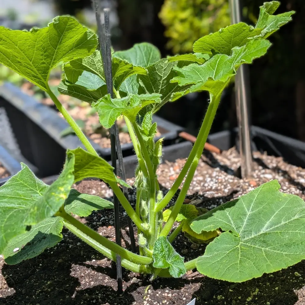 Passionsfrucht Jungpflanze vor der Blüte