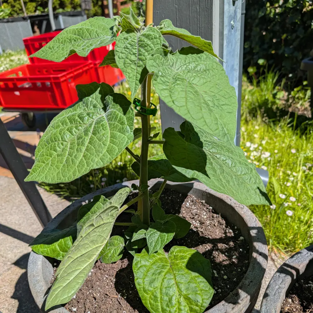 Physalis, erster Tag im Freien