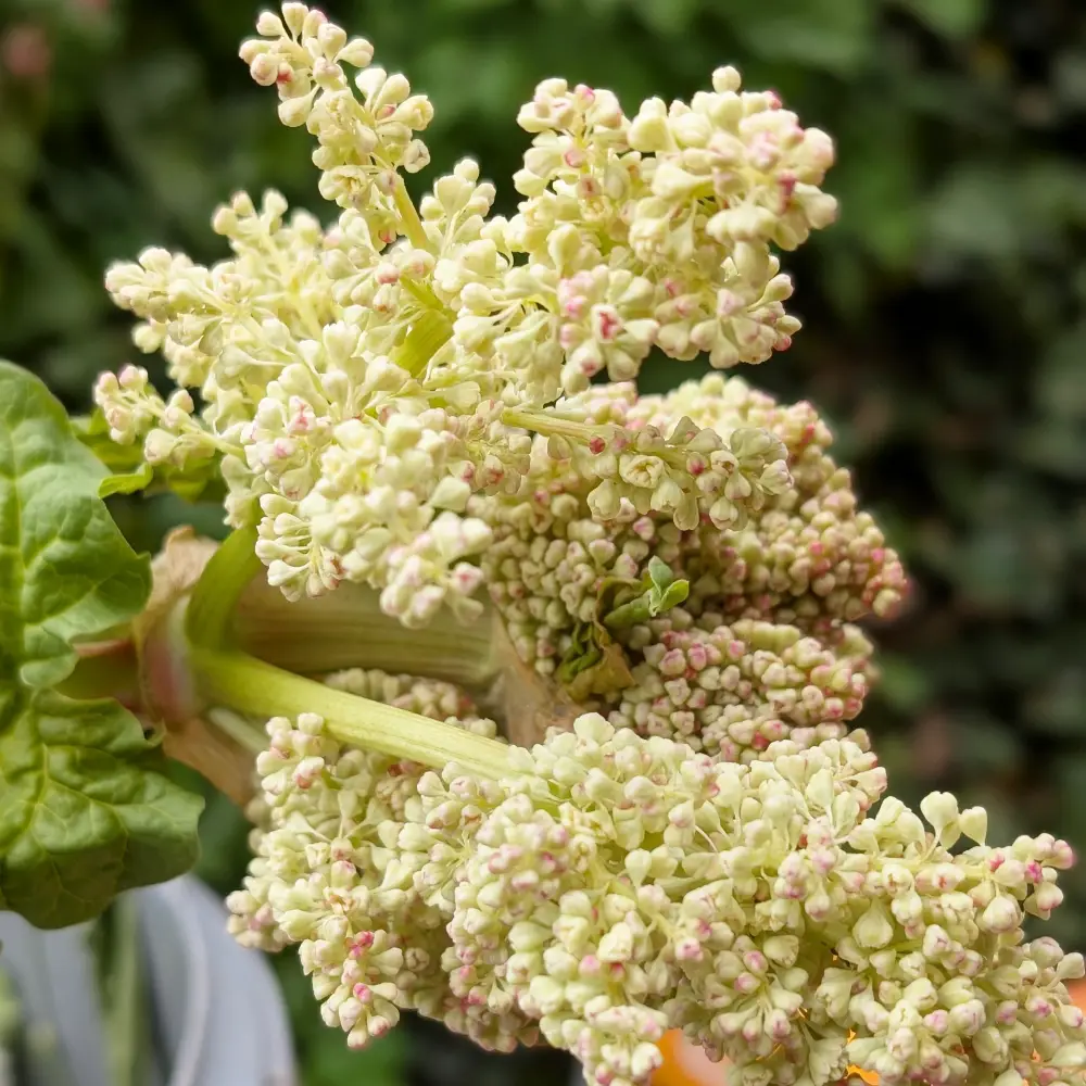 Rhabarberblüte