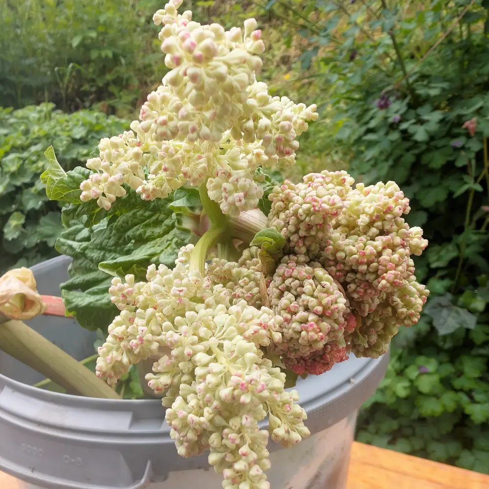 Rhabarberblüte