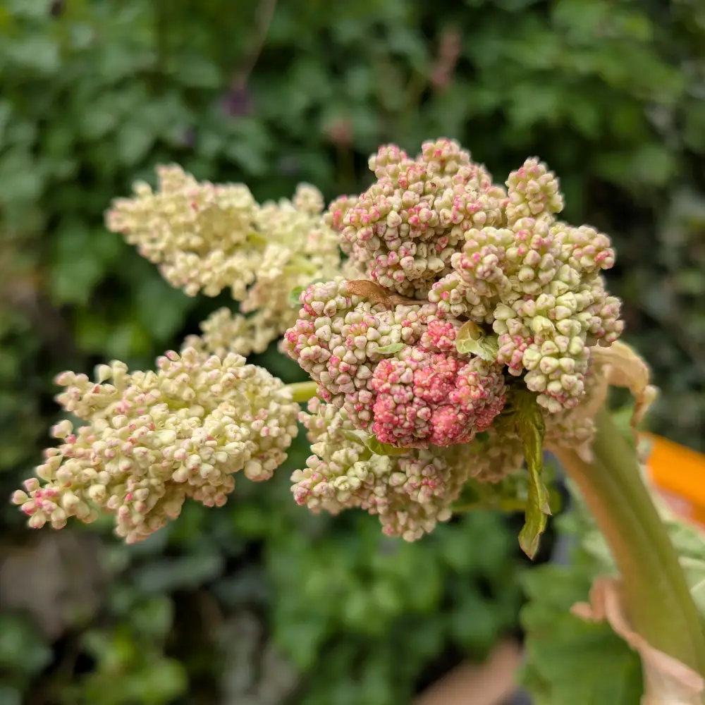 Rhabarberblüte