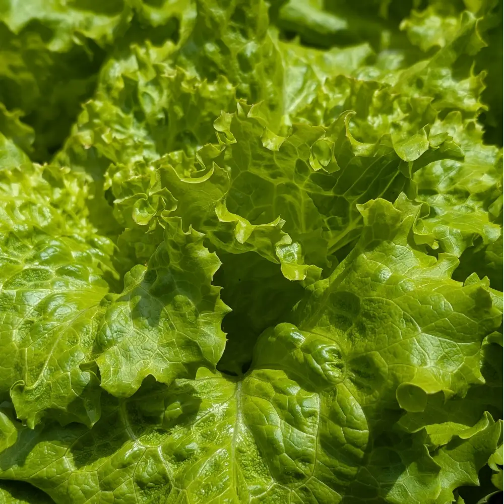 Salat