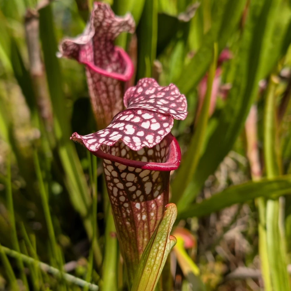 KW 29-2026 3 Sarracenia