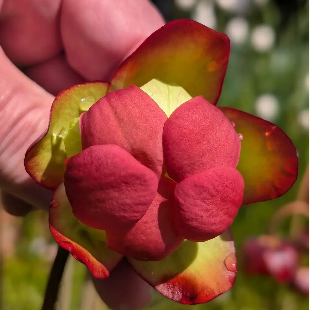 sarracenia Blüte