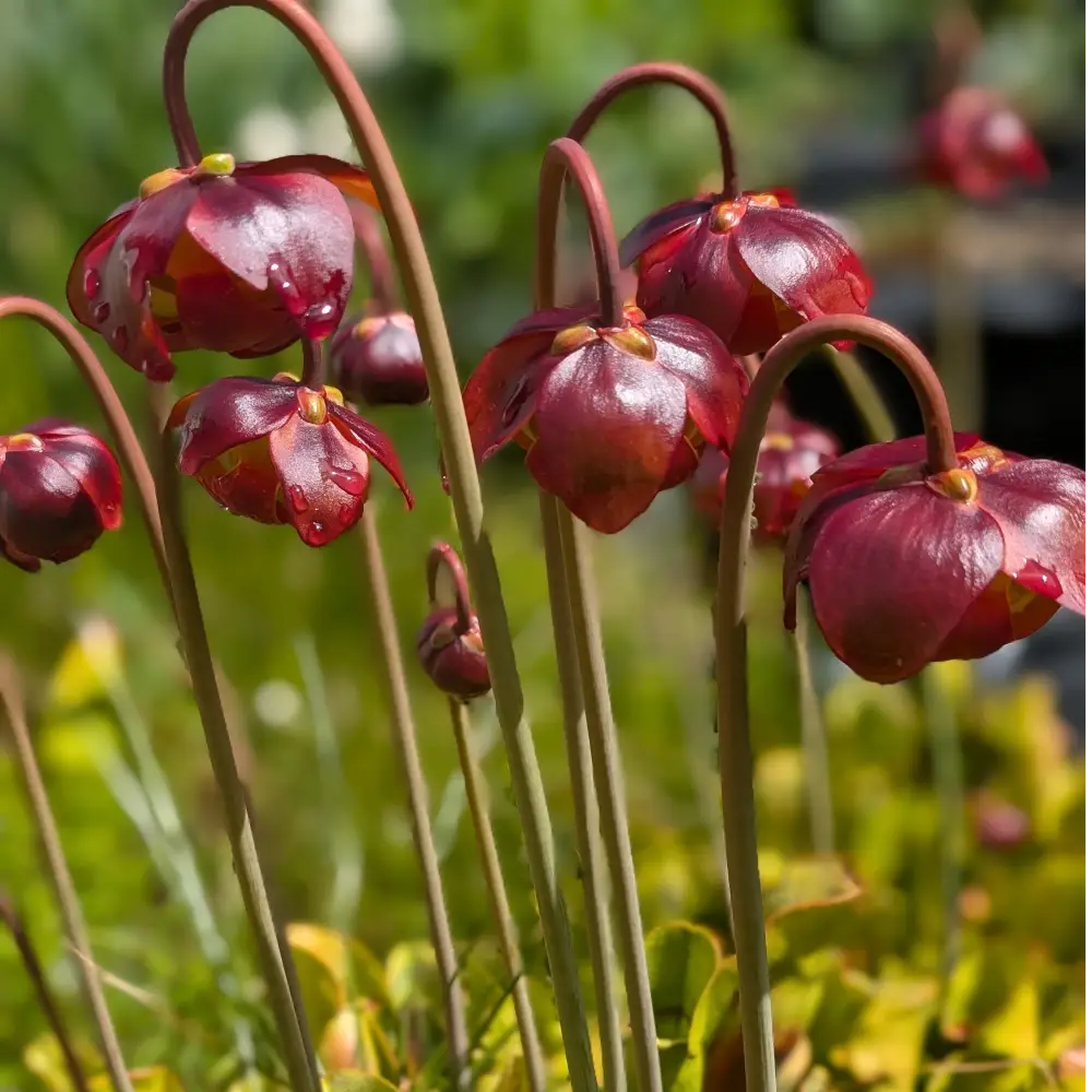 sarracenia Blüte