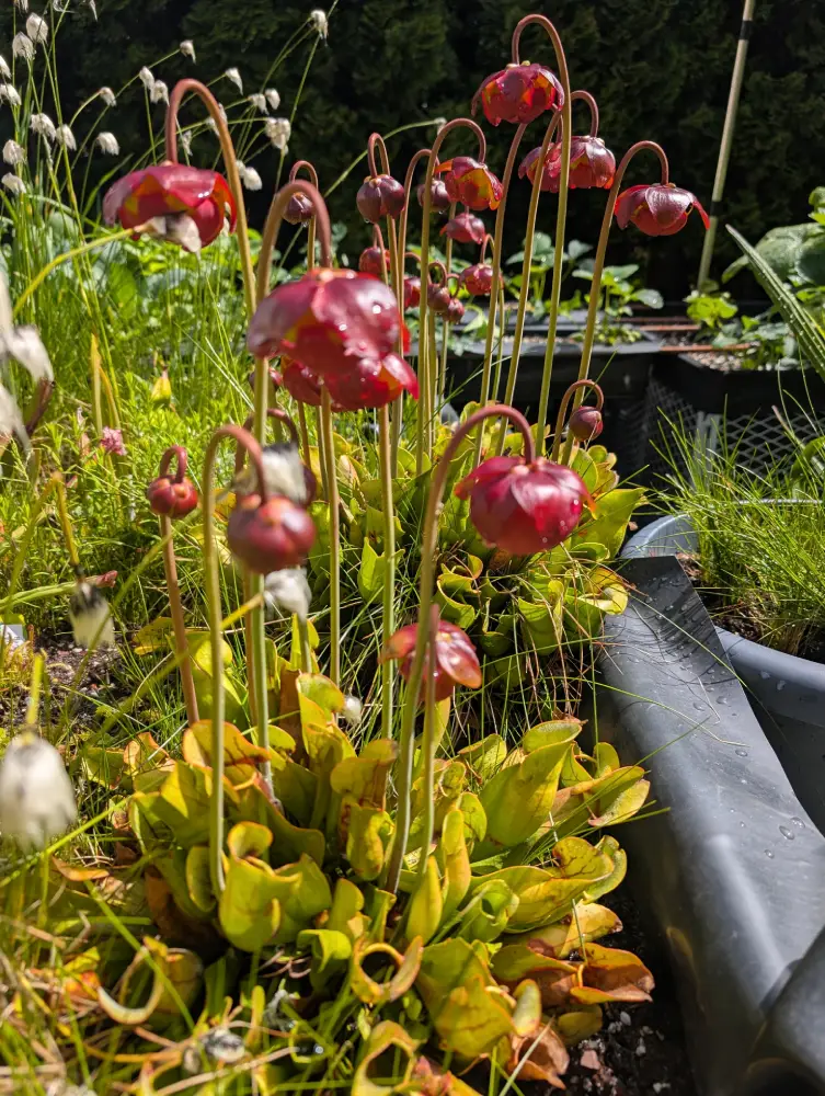sarracenia Blüte