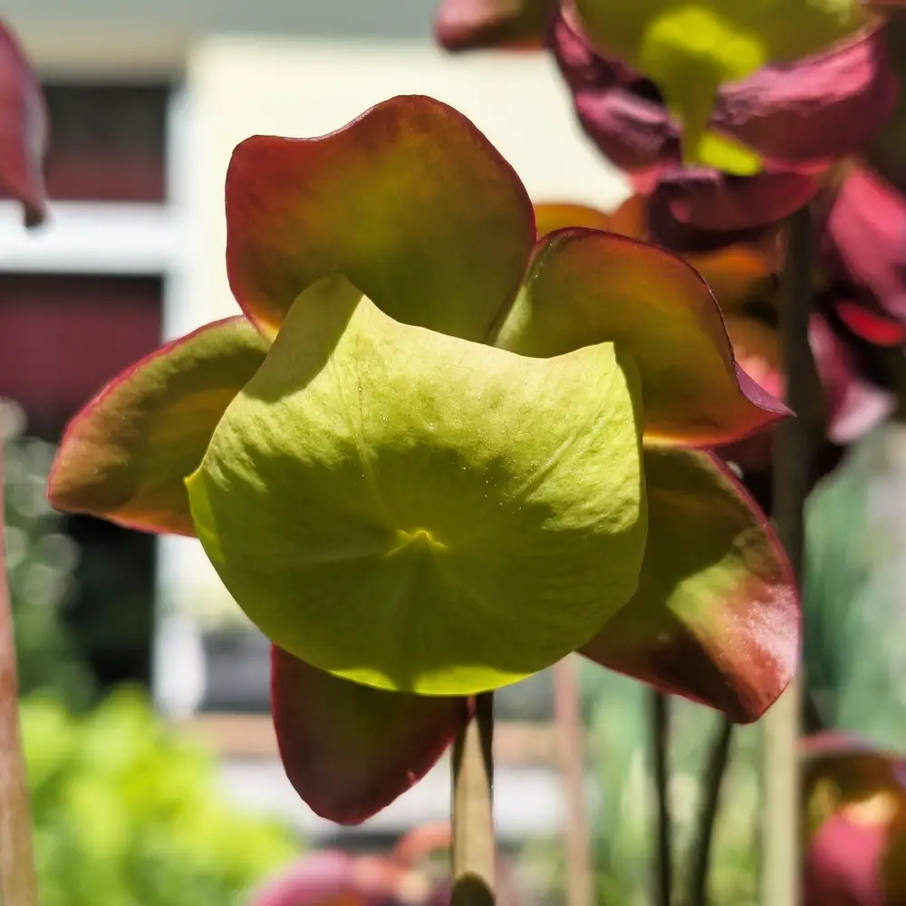 sarracenia180626 sarracenia einzelblüte