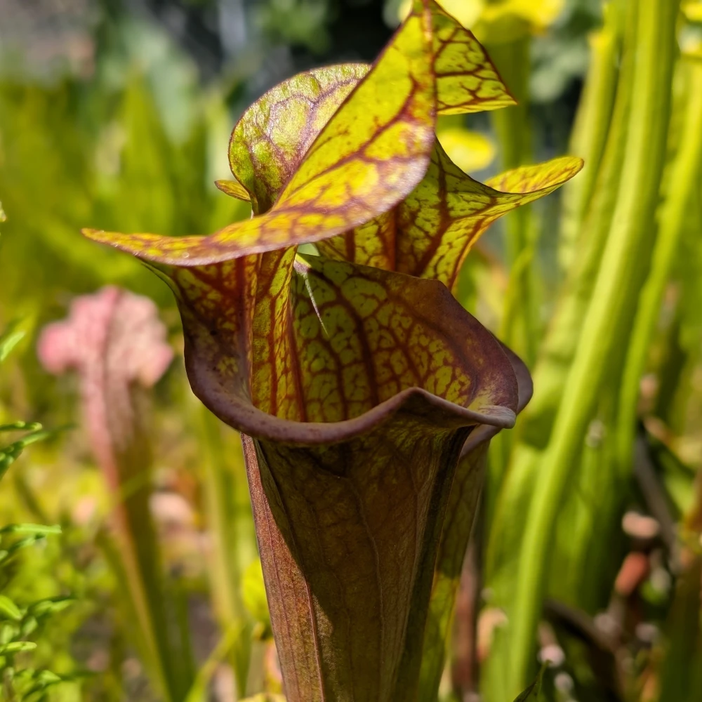 KW 29-2026 2 Sarracenia