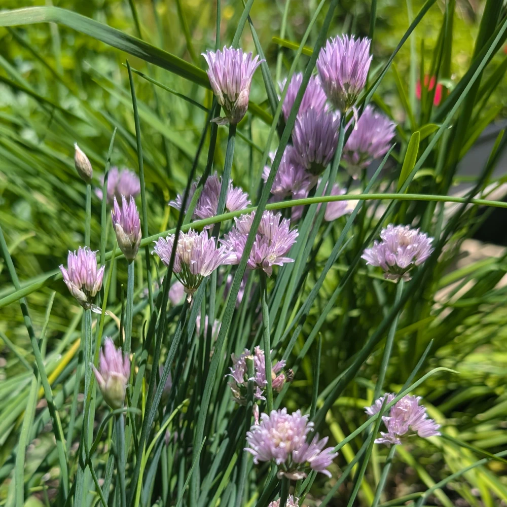 Schnittlauchblüten Essig 1 schnittlauch170726