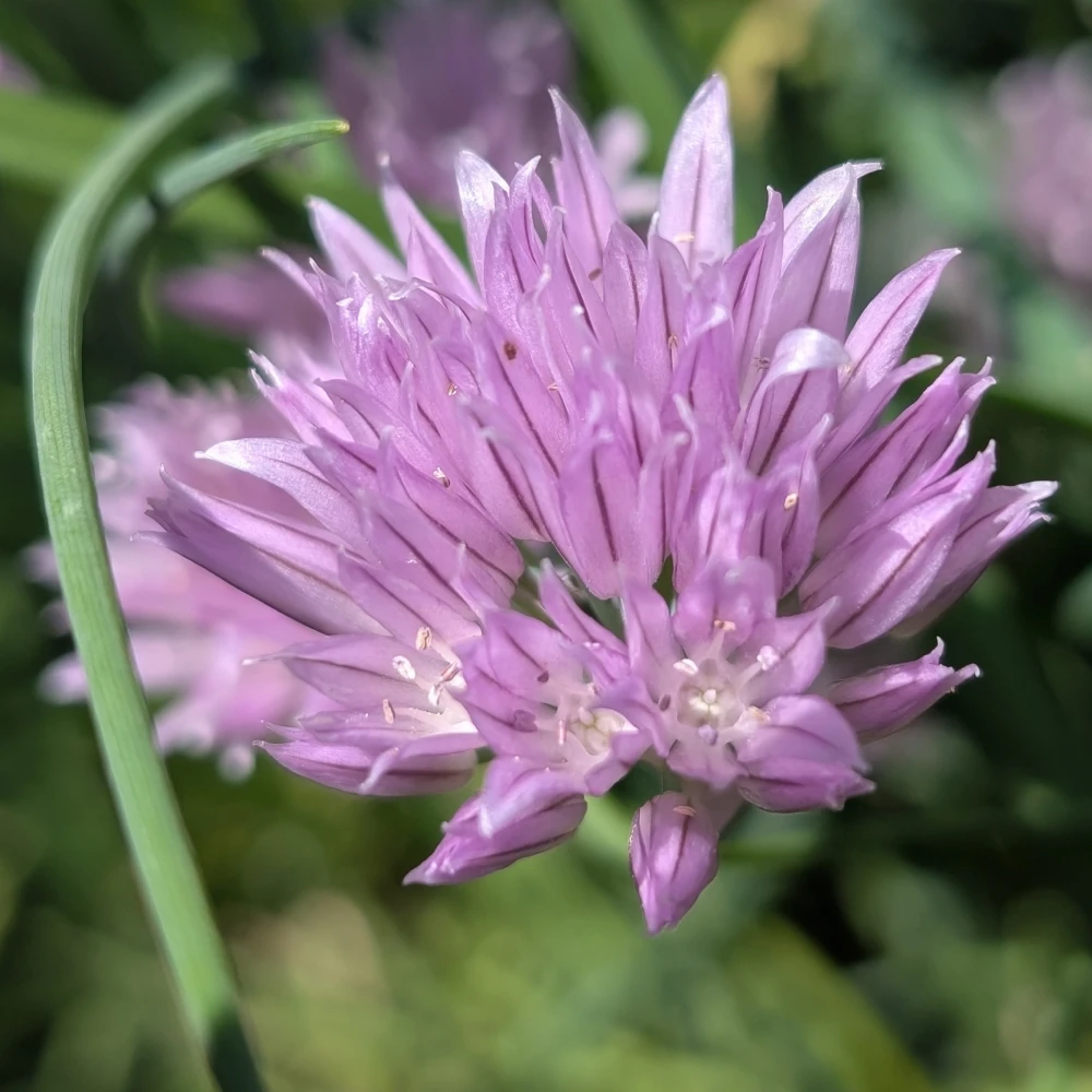 Startseite 10 Schnittlauchblüte