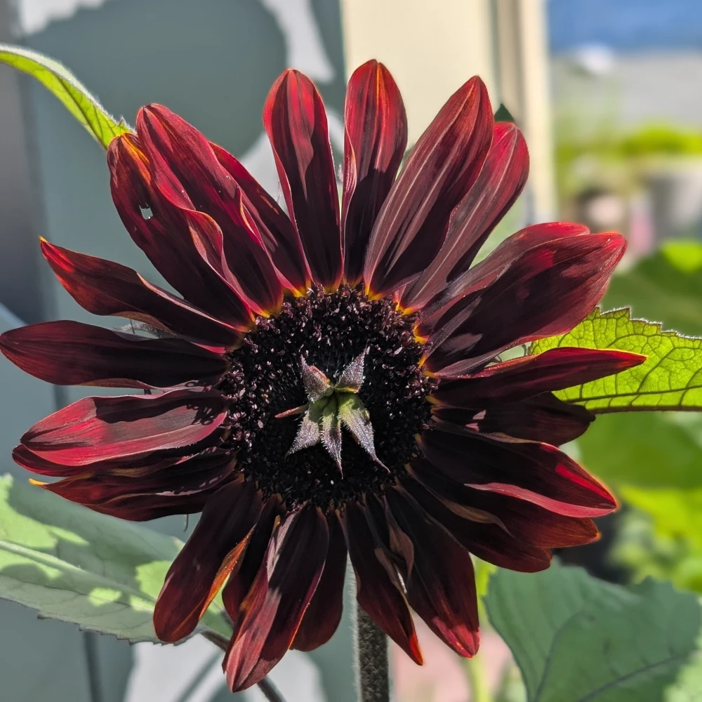 Startseite 4 dunkelbraune Sonnenblume