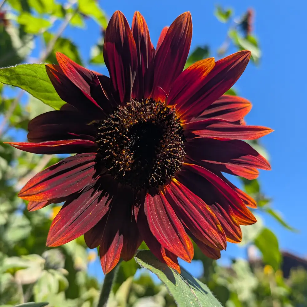 Dunkle Sonnenblume