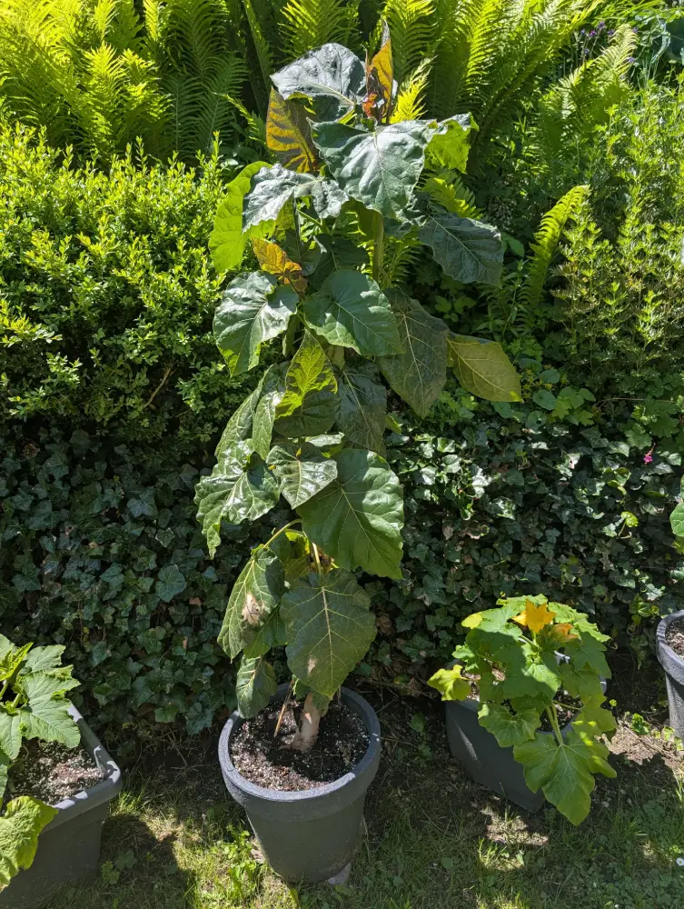 tamarillo 180626 Tamarillo (Baumtomaten)