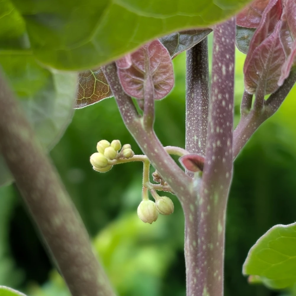 KW 28-2026 4 Ansatz Tamarillo Blüte